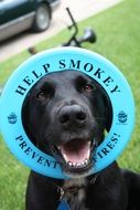 labrador in the blue circle