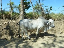 Zebu on a livestock, costa rica