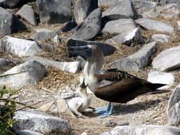 Blue Footed Bird Baby