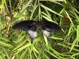 beautiful black Butterfly on a green plant