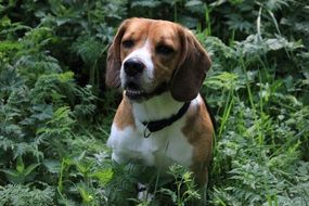 puppy sitting among green grass