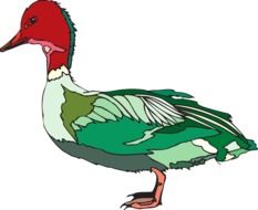 clipart of the colorful duck