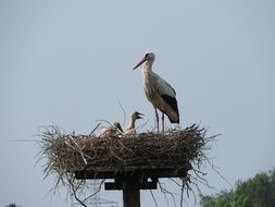 storks in the nest on a pole