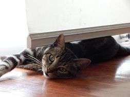 mackerel Cat Rests on floor