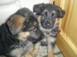 puppies near the wooden door