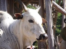 white cow at the zoo