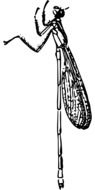 drawn profile of dragonfly