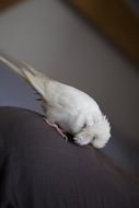Cute white parrot