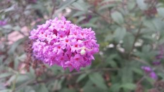 Spider Flower Butterfly Bush