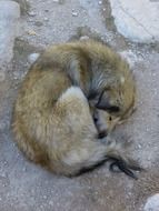 sleeping dog on the outdoor
