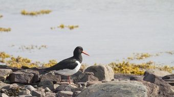 Oystercatcher or Haematopus