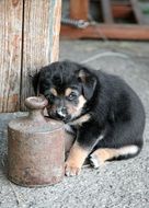 puppy dog in the backyard