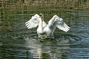 white swan with a wide wingspan in the water