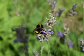 bumblebee on lavender on a green field