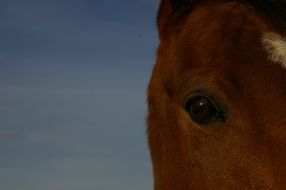 photo of brown horse's eye at dusk