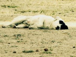 black and white dog is resting on a field in a village