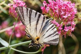 black and white butterfly on the pink flower