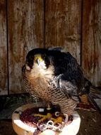 falcon near the wooden wall