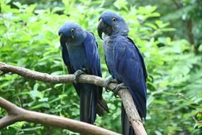 Two Hyacinth Macaws Perching On Branch