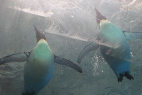 penguins swim in the water under the ice