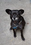 little black chihuahua