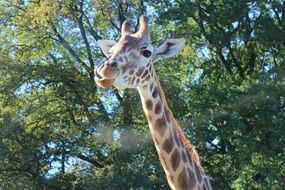 portrait of a rothschild giraffe at the background of tree