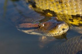 Anaconda Reptile