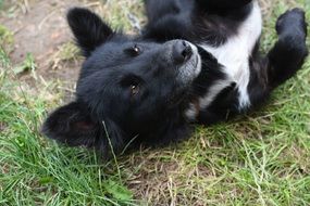 Black and white dog doggy