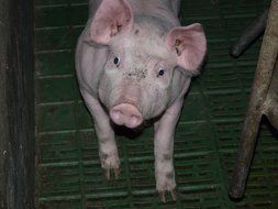 piggy sitting on the ground