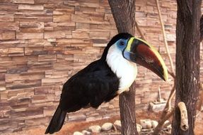 the toucan sits on a tree branch near the wall