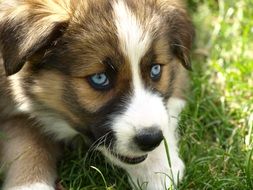 Colorful, beautiful and cute puppy with blue eyes lying on the grass