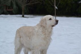 white kind dog on a snowy day