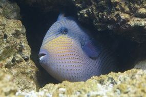 Triggerfish