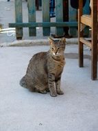 cat sits in the yard near the chair