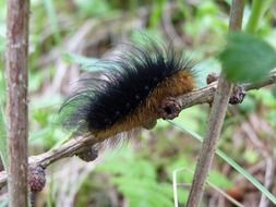black caterpillar on a plant