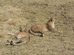 two cheetahs in the natural environment of south africa