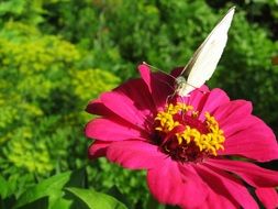 white butterfly on pink gerbera