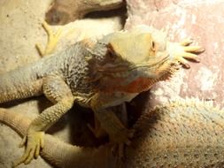 yellow lizard in aquarium