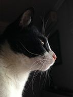 Black and White Cat head at dark background, side view