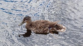 brown duck in a big lake in Scotland