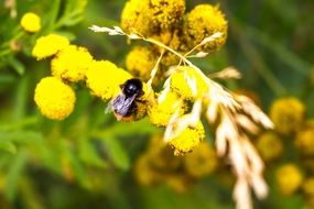 bumblebee on a branch with yellow flowers