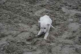 Puppy White Labrador