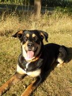 Pretty Hybrid Dog