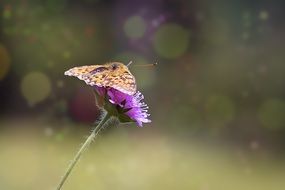 Medium-Sized Fritillary on cornflower