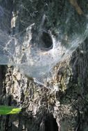 spider web near a bird's nest