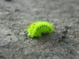 green Danger Insects