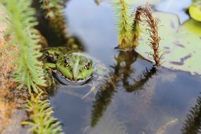 green Frog in Pond at plants