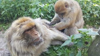 family of monkeys in the natural environment of south africa