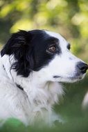 black and white Dog outdoor