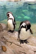 Pair of Bowing Penguin in zoo